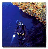 womendive.gif (13852 bytes)
